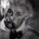 Albert Einstein