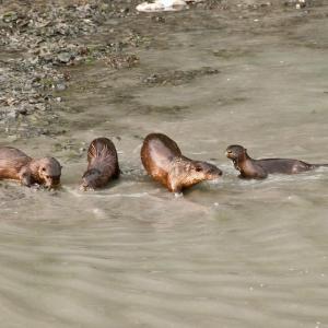 USA. Alaska 1/3. Life forms