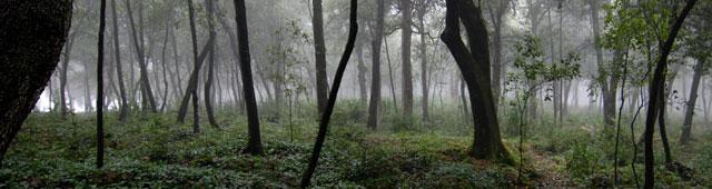 oak forest at cetinale