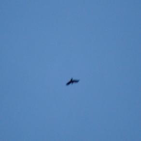 Le ali della libertà