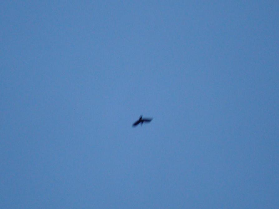 Le ali della libertà