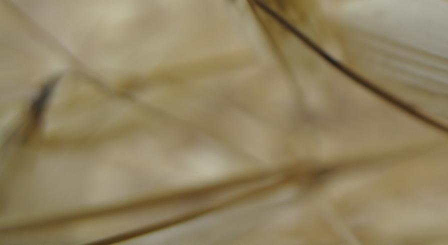 frOm The Opal Valley Clean