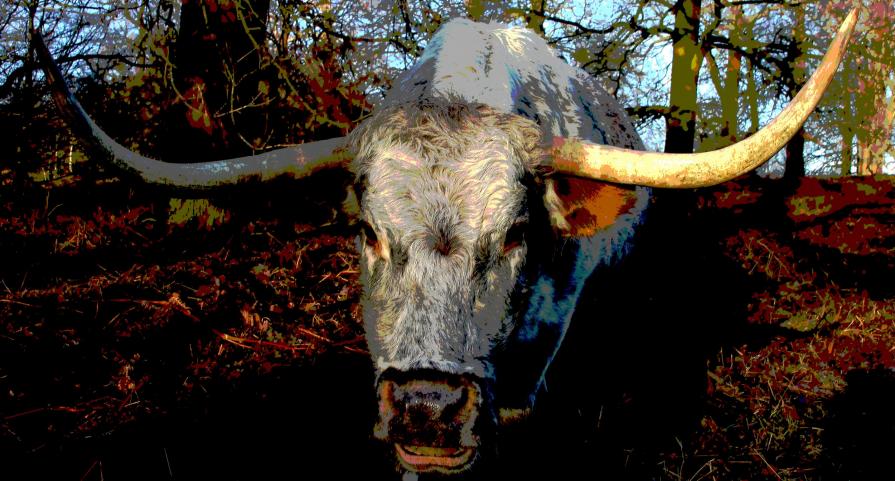Longhorn Longhorn