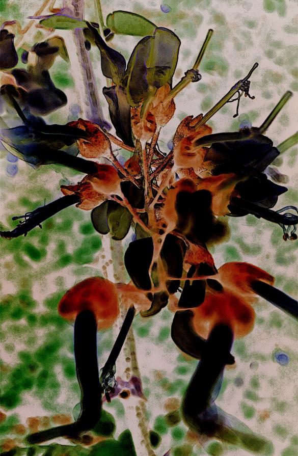 Combattente Fiore Lama-Oscura