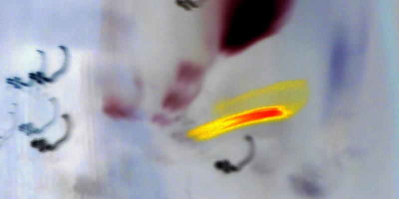 Freedom Series 2011- 2012