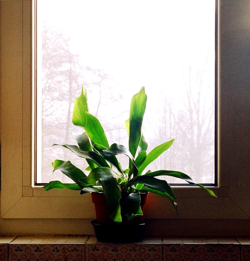 la luce occidentale la luce occidentale