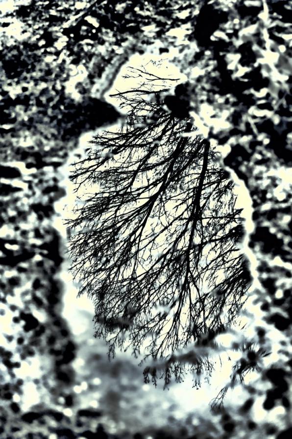 Il riflesso dell'Autunno   ( The Autumn reflection )