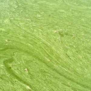 Greece. Kastoria. Comnenus Stones'