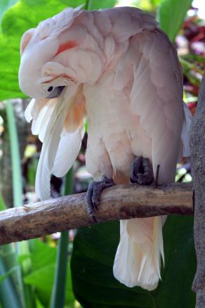 Meravigliosa creatura