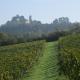 Vigneti