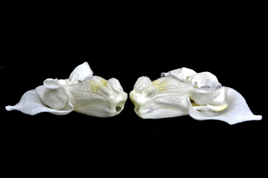 Abstraction White 19