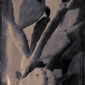 My Zoo - Opuntia Ficus-Indica