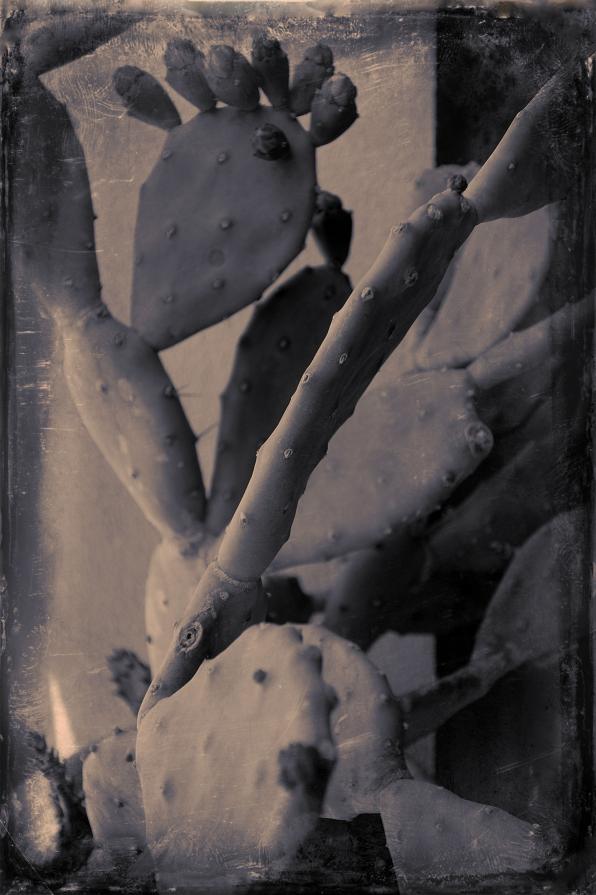 My Zoo - Opuntia Ficus-Indica