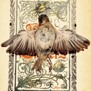 Passer hispaniolensis 3