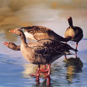 ANIMALS ART al Club La Meridiana di Modena