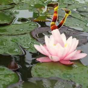 ci son caduta dentro