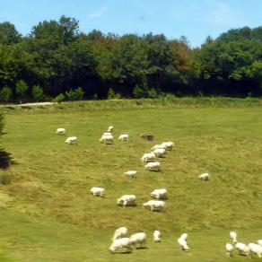 Les vaches ne regardent plus les trains passer !
