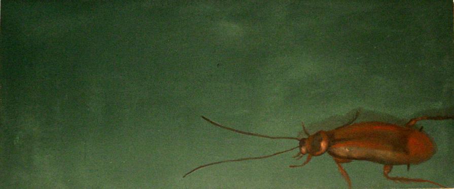 Scarafaggio Scarafaggio