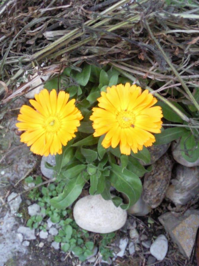 Che Sorpresa !!...Calendula Emoticon