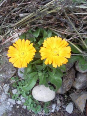 Che Sorpresa !!...Calendula Emoticon