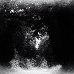 La quarta sosta... il bosco 