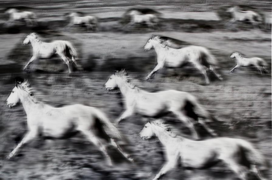 furie i cavalli del west,ocupare lo spazio libero è un impresa.