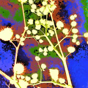 Pianta di Stelle delle Costellazioni dell'Immaginazione dei Colori