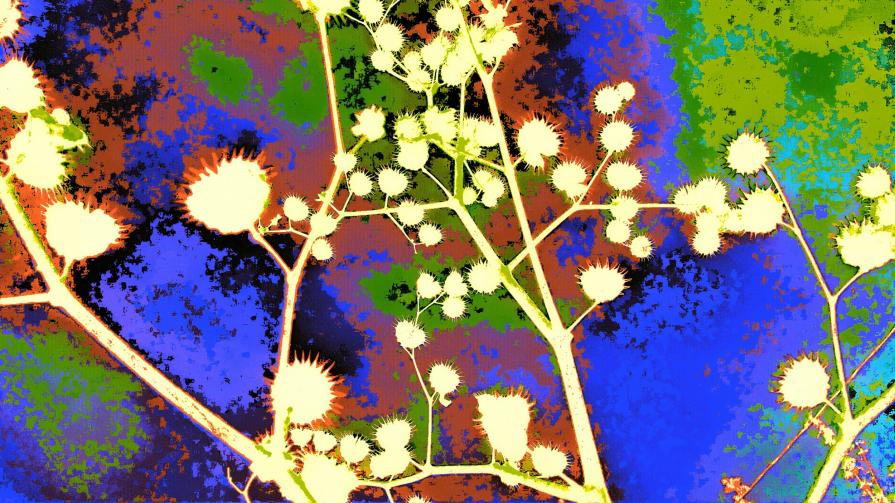 Pianta di Stelle delle Costellazioni dell'Immaginazione dei Colori