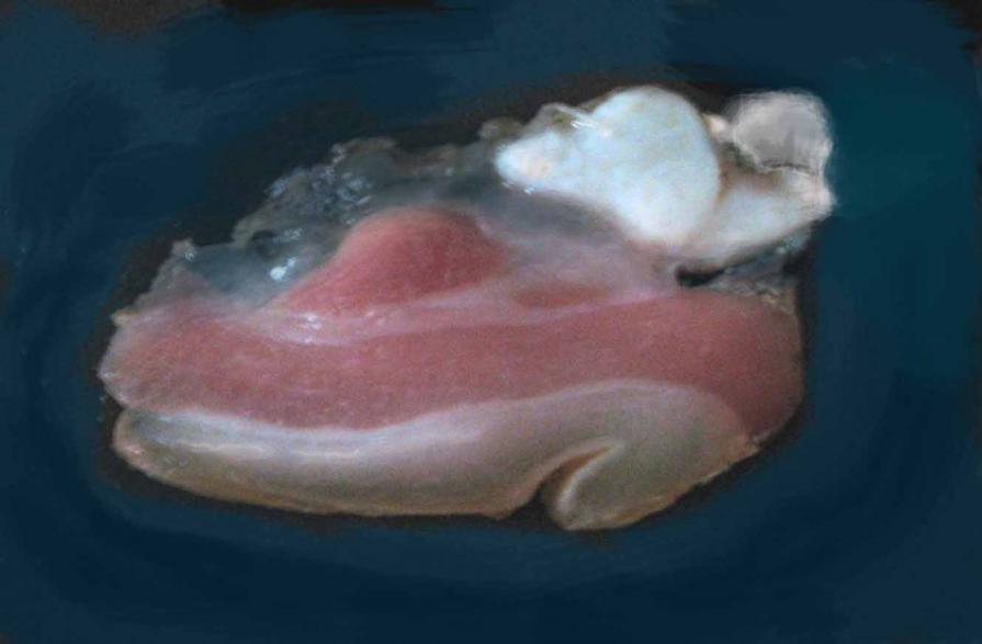 Isola Pancetta (Bacon Island) 