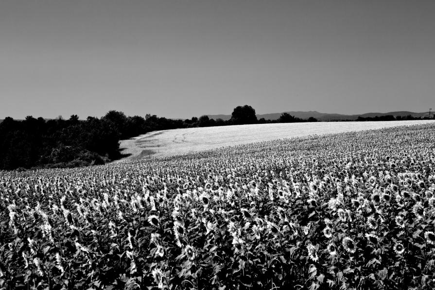 sunflowers field