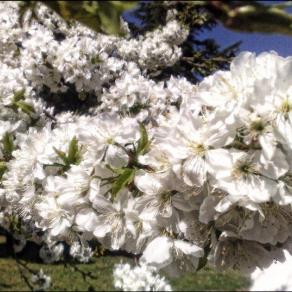 The Blossom Has Bloomed In Mostar