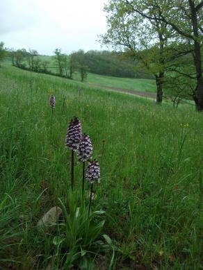 ORCHIDEA PURPUREA