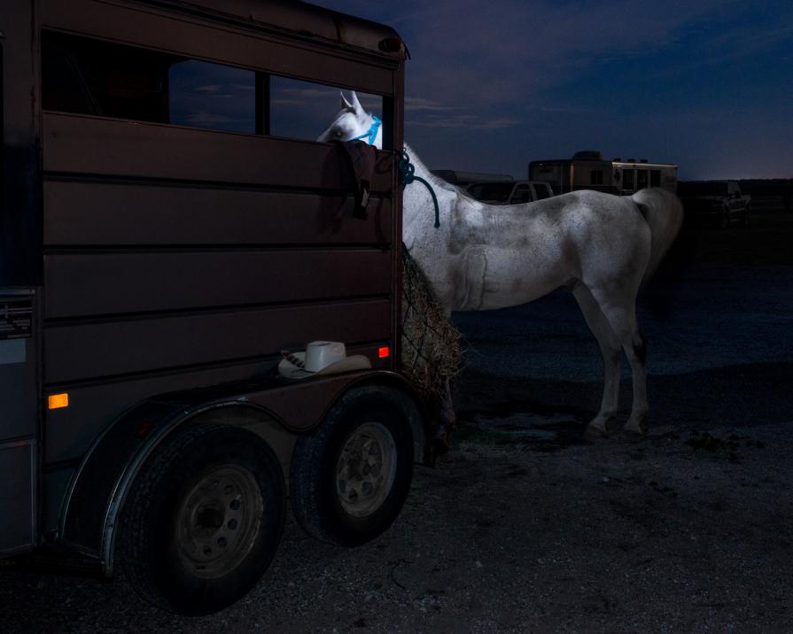 Arabian Horse and Trailer