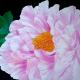 Peonies 