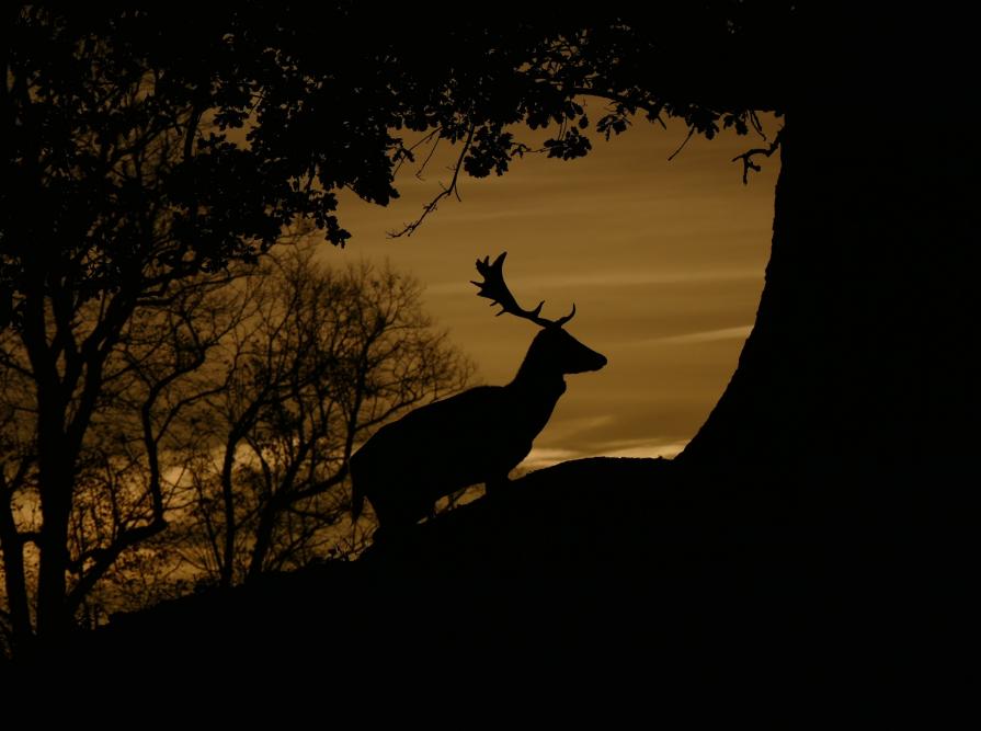 Fallow Deer