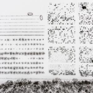 Tree Farm with Carts