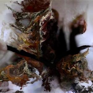 Roseo Anellide Ermafrodito