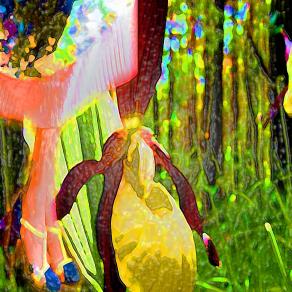 La scarpetta di Venere...!!!