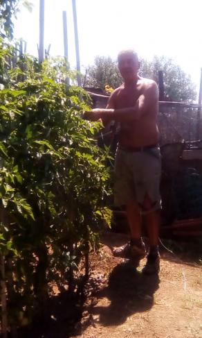 Gianfranco Del Bove, operazione pomodori.