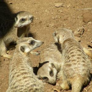 South Africa. Animals