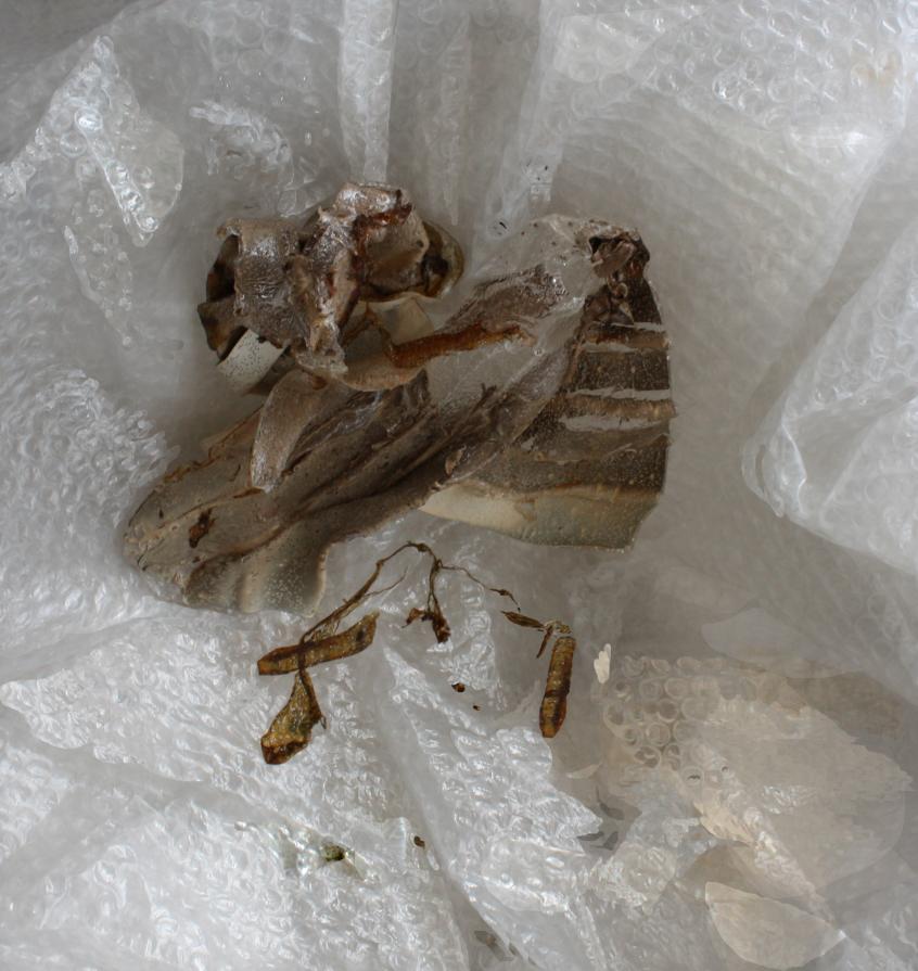 The balance of truth, L'equilibrio della verità