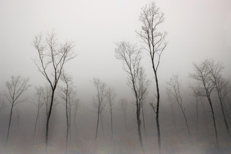 Foggy Landscape_1