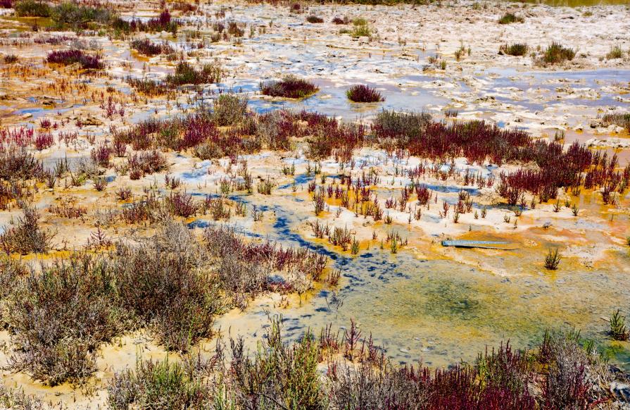 Red Forest & blue Lakes