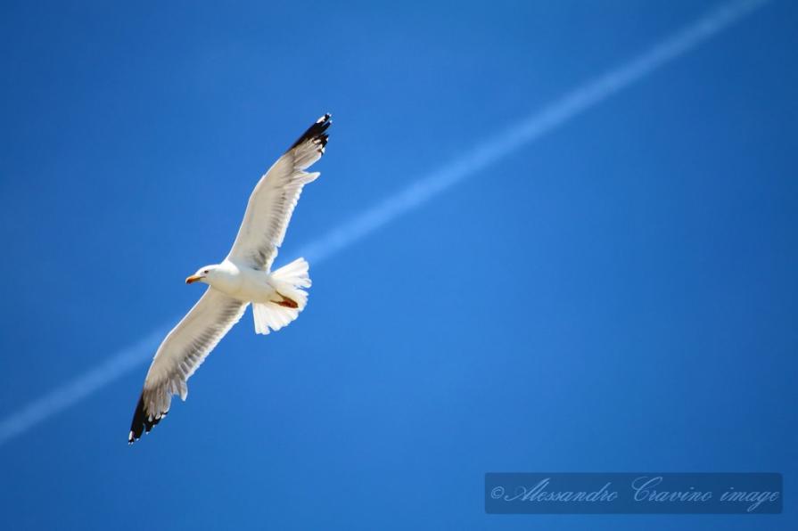 Gabbiano in volo