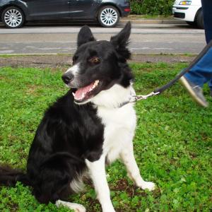 MONUMENTO “AL DONATORE DI ORGANI" 