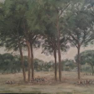 San Rossore .... Naturale bellezza