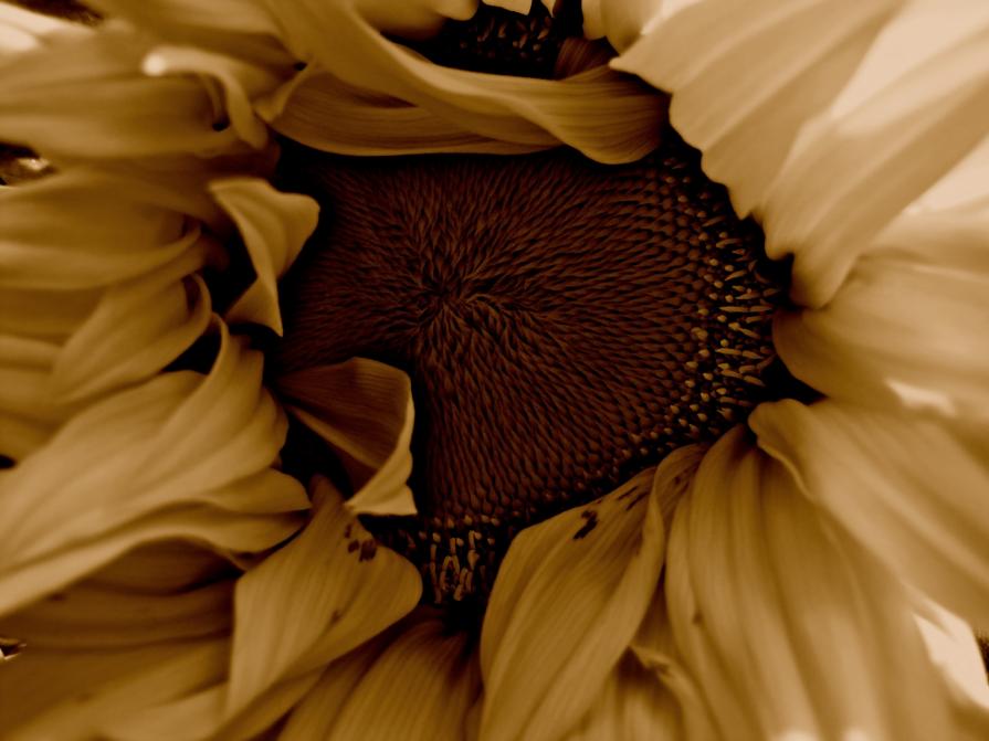 Chocolate Sunflower
