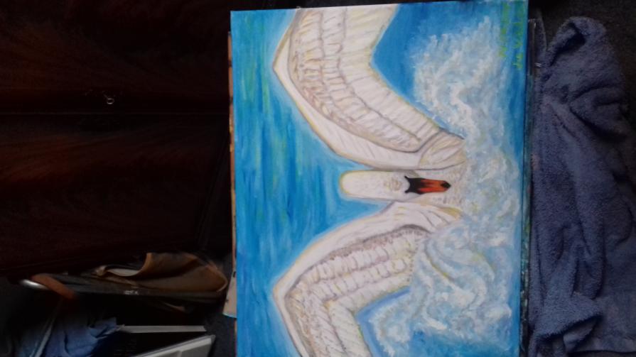 Display Swan Landing in Sunlight