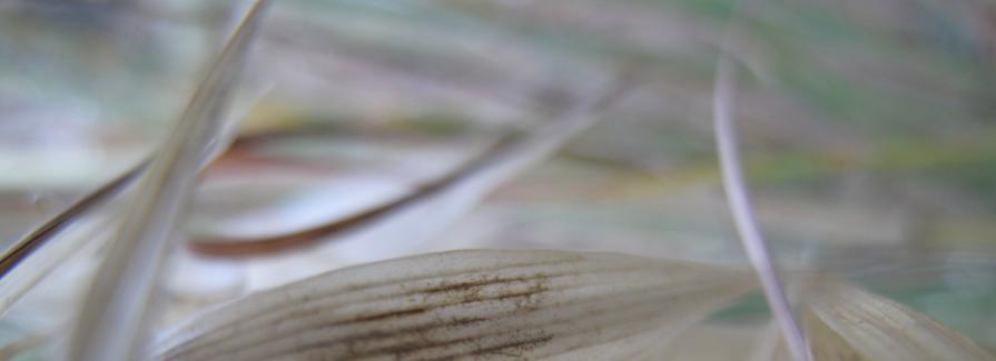 frOm The Opal Valley Pure C Aria