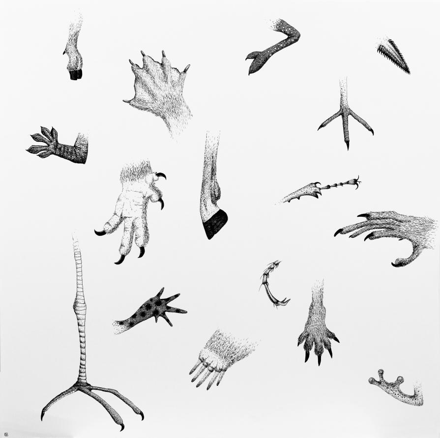 ATLAS DES PATTES ATLAS DES PATTES